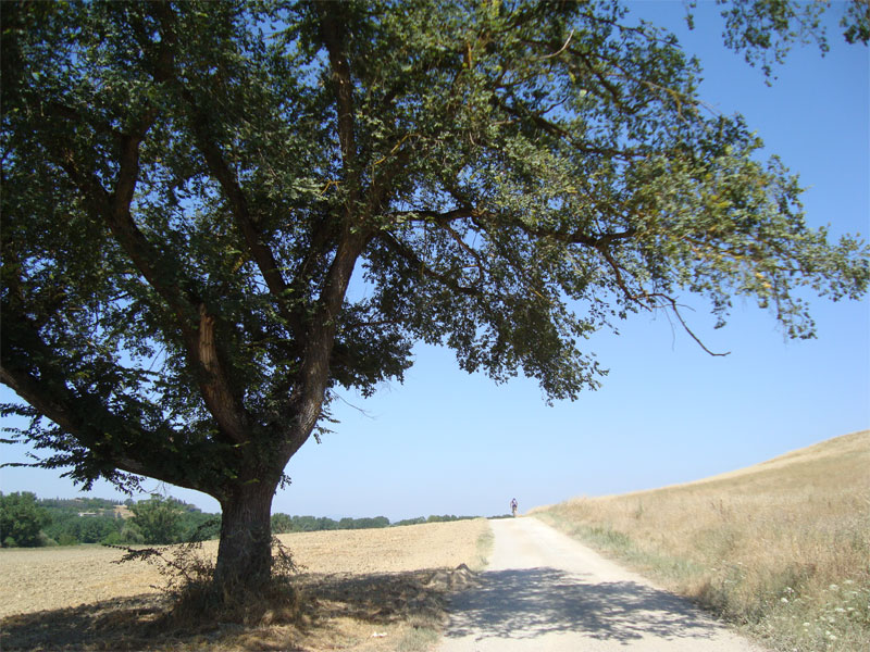 gal/2010/08 - Primavera_Estate_2010/quercia_a_terzinina1-01.jpg